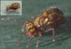 Dicyrtomina ornata